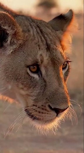 Lions vs. Skunk: The Most Hilarious Wildlife Regret! 🦁💨 #Lion #Skunk #NatureHumor #Wildlife