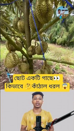 Jackfruit Harvesting Method - For The Tree