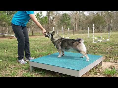 How to start agility training with a Swedish Vallhund.