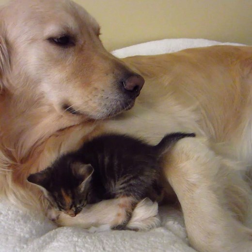 10M views · 130K reactions | These parents are so cute!  | Try Not to Laugh | Facebook