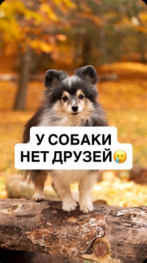 Кинологиня Ольга | твой кинолог on Instagram: "У собак, как и у людей, не обязательно должна быть «большая компания». У Чачи за всю жизнь было всего три друга. Вот с ними — да. Спокойно, уверенно, по-настоящему. Со всеми остальными — без особого интереса. И это нормально. Собака может быть суперсоциальной по своей природе, но это не значит, что она обязана: — играть со всеми подряд — терпеть каждую встречу — «социализироваться» через силу Общение важно. Мы обязаны давать возможность знакомиться,