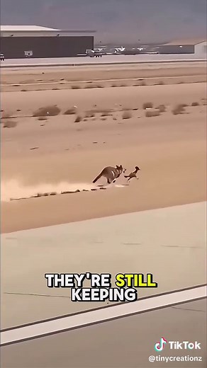 Looney Tunes Fast and Furry-ous at a runway 😂 #coyote #roadrunner#viral #fypシ゚ #funny