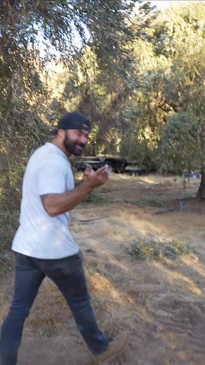 These olive trees took root in 1918. long before us yet here it stands, strong as ever. Every scar and twist tells its story. Our mission is to preserve that legacy and share it with the next generation 🌿 #OlivetoRivetti #AncientOlives #HeritageGrove #TimelessBeauty #CaliforniaLiving #OliveTrees #LivingHistory | Nico Rivetti