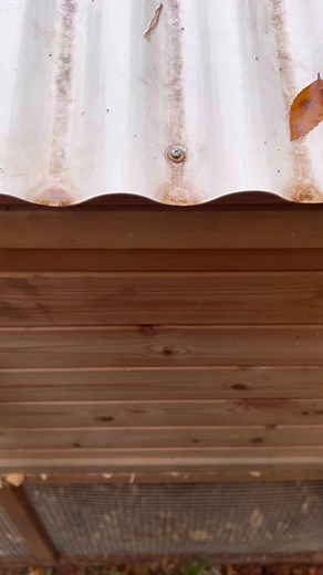 I talk to my chickens. They talk back. This is what I imagine they are actually saying… #chicken #chickens #chickenchat #eggs #chickencoop #raisingchickens #urbanfarm #urbanfarming #talkingchickens #backyardchickens | Lil Urban Farm