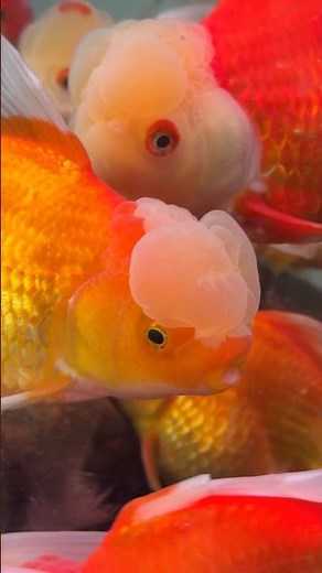 🐠 Exotic Bubble Head Goldfish 🫧✨ | Rare Fancy Goldfish 4K Ultra HD Aquarium Beauty