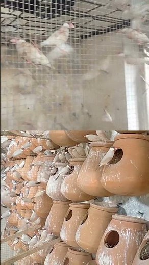 Fawn Java , Java Sparrow , Java Finch , Lovebird , White Java , Silver Java #javasparrow #birds