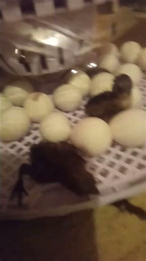 Tennessee red quail started hatchin