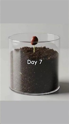 Chilli Pepper Plant Time-Lapse 🔥| #timelapse #viral #shorts