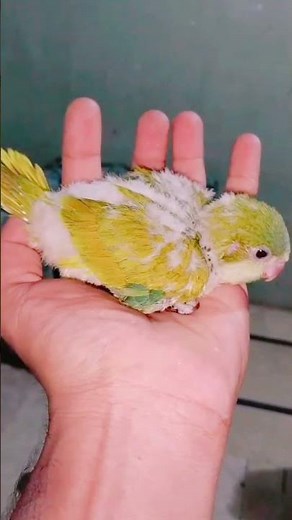 Yellow & Green Ringneck Parrots with Parblue Chicks – Stunning Color Mutations