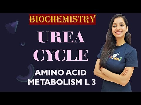 Urea Cycle I Ornithine cycle I Amino Acid Metabolism Lecture 3 I Biochemistry I Unit 1