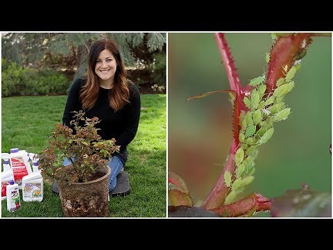 How to Control Aphids! 🙅‍♀️🌿// Garden Answer