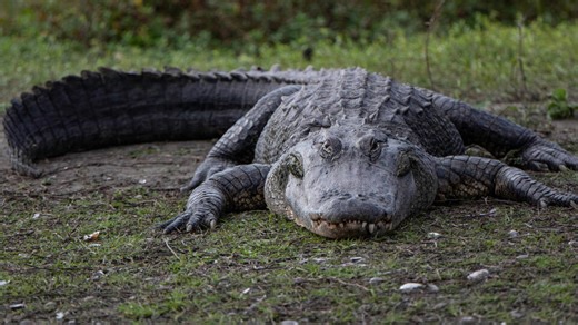 Florida Man Sentenced to Life After Leaving 5-Year-Old Girl in Alligator-Infested Everglades - NewsBreak