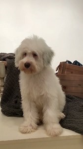 Final Update - HE HAS A HOME =) UPDATE: He is now pending adoption! That was fast... :) He is AVAILABLE!!! | Smeraglia's Teddy Bear Goldendoodles & Schnoodles