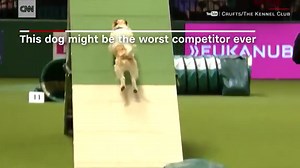 Tumbling Jack Russell wins hearts in dog show