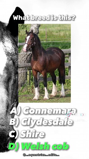 Equestrian Quiz: Guess the Horse Breeds!