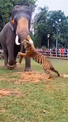 🐘🔥 Elephant vs Tiger Face-Off in the Jungle! 😱 | Unreal AI-Generated Epic Scene 🤖 | NS Planet 🌍