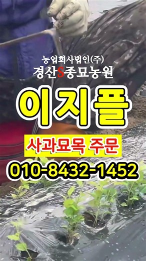 [경산에스종묘농원]이지플묘목 주문받습니다 #이지플 #신품종 #사과묘목 #사과나무 #경산에스종묘농원