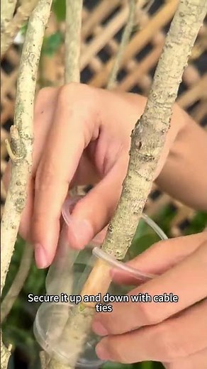Easy and fun air layering propagation #airlayering #plantpropagation #gardeningtips