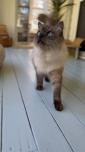 Would you look at this beautiful guy… Frantz, you’re absolutely divine! Settling in like you’ve been here a dozen times before too! 🥰🤍🩶🩵🐾☀️🌱 @onlyfrantzandvenus | Noosa Country Cat Hotel