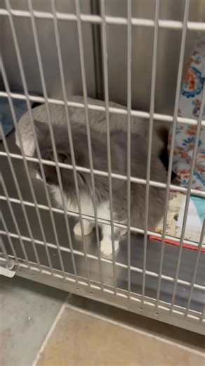 Kitties with Feline Immunodeficiency Virus need love too ❤️ While there is no cure, the cat can live long, healthy lives with loving care ❣️ Consider adopting Duchess today. 😻 | Jackson County Animal Shelter and Animal Control
