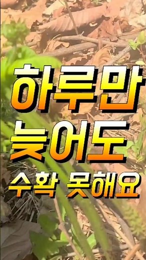 하루만 늦어도 못 먹는 나물 고사리 고비 #봄나물 #고사리 #고비나물 #봄나물