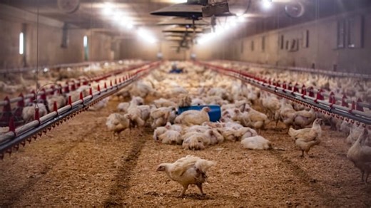 What’s the potential for avian flu to infect humans — and can we handle it?