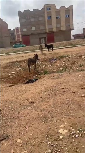 AMING US MOD APK: UNLIMITED COINS HACK 2026!! 😱 (INSTANTLY!)