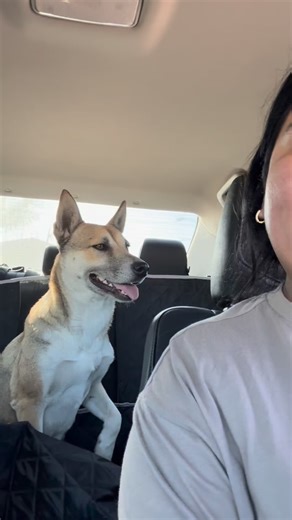 H U M A N A I T Z E L 🐾 💕 on Instagram: "Parte 1 #tito #fyp #parati #cleaning #mexico #remi #pancho"