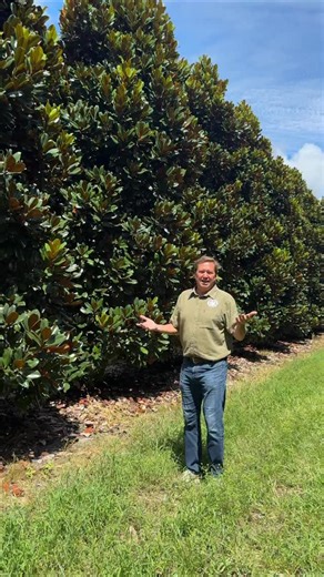 The Magnolia Company on Instagram: "The beauty of our magnolia trees is what makes every piece possible. From glossy leaves to vibrant pods, what begins here on the farm is carefully crafted into wreaths and garlands designed to transform your home for the season. 🍂 Each piece is fresh, farm-grown, and made to order. Comment SHOP WREATH to view our fall collection. #TheMagnoliaCompany #MagnoliaFarm #FarmToDoor #HandcraftedWreaths #MagnoliaLeaves #SeasonalDecor #SouthernLivingStyle #FallHarvest 