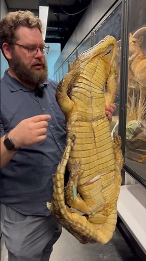 Yacare Caiman, Caiman yacare | Behind the Scenes at the Beaty Biodiversity Museum - UBC #animals