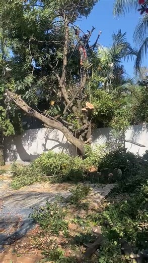 🌳✂️ Need Tree Cutting Done Right? Fourways Tree Felling delivers clean, precise and reliable tree cutting services! ✔ Big or Small Trees ✔ Hazard Removal ✔ Clean-Up Included 📞 Book Today & Make Your Yard Look Perfect! Call or whatsapp 27 082 367 6299 or 27 063 109 4386 https://www.4waystreefelling.co.za/ | Fourways Tree Felling