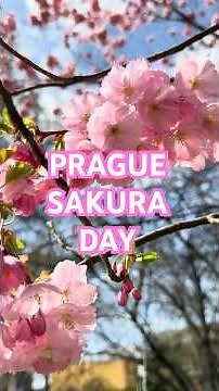This Prague Spring Walk Will Steal Your Heart 🌸 #travelinspiration #sakura #prague