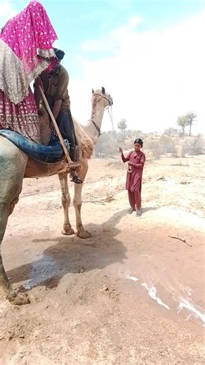 تعاون ورحمة في الصحراء: تبريد الجمل بطريقة مبتكرة