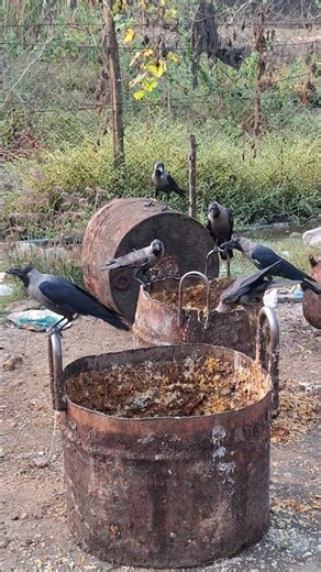 Crow voice 16 #animalsounds #birds #birdsounds #crow #crows #crowsounds #amazingfacts #shortvideo2