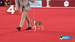 They are true sighthounds and will bolt after quick-moving prey at the drop of a cat. A short-coat, low-fat breed, they require extra care in cold weather. Meet the Italian Greyhound! | AKCtv