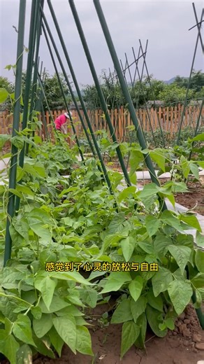 你喜歡田園生活嗎？ | 小家庭种菜