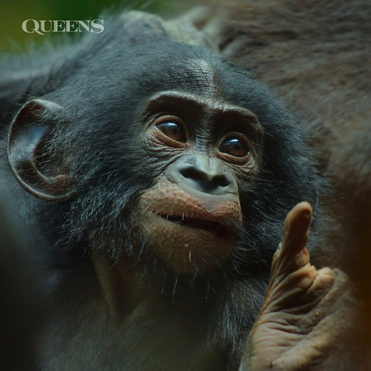 This view is definitely worth the climb 🤩 Bonobos find both food and shelter in the dense forest canopy—swinging through the branches in search of fruit and making their nests in the crooks of tree limbs. #ourHOME | National Geographic Animals