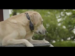 SportDOG Dog Bark Collars