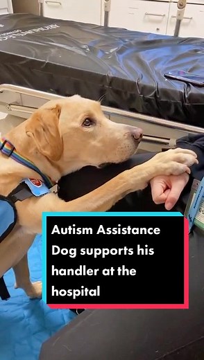 Autism Dogs Charity on TikTok