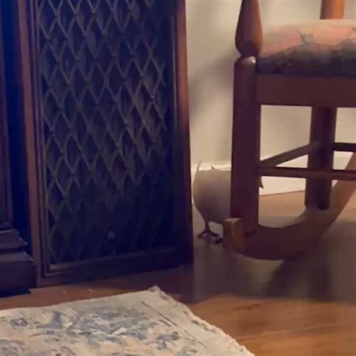 Cynthia Harris on Reels