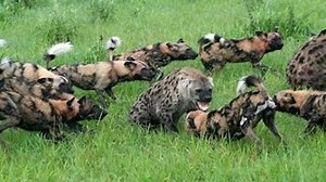 [Nat Geo Wild HD] Predators: Wild Dogs HD (Nature Documentary)