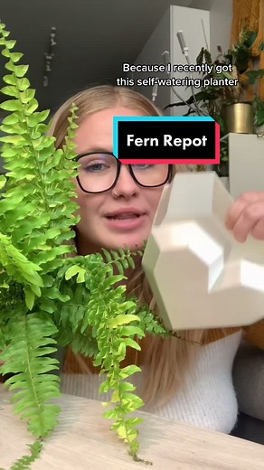 Repotting a Boston Fern in a Self-Watering Planter