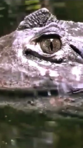 Explore Nature Now Nature Documentary Strong Predator Reptil Reptiloide Reptil #explorenaturenow