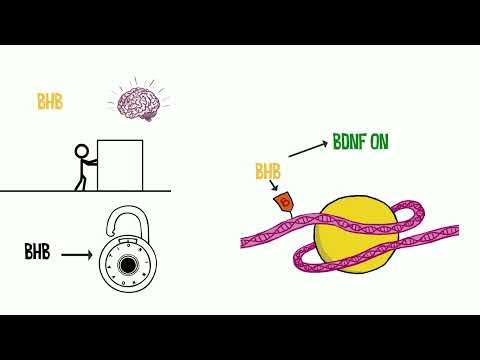 How Exercise Rewires Your Brain: The BDNF Effect