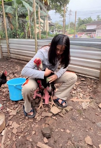 Peternakan Ayam Kampung: Tips untuk Pemula