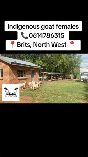 GA LIVESTOCK TRADER (@ga.livestock.trad)’s videos with The Riddle - Paul Keen & Bastize & Jimmy Rivler