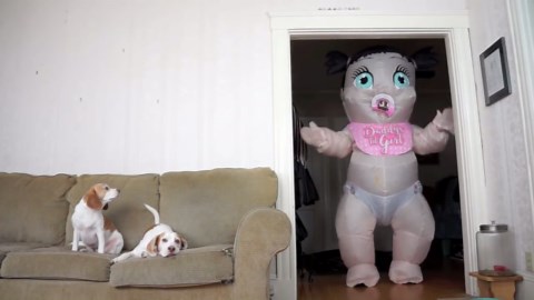 Giant Baby Prank Has Dogs Maymo & Penny Totally Confused!