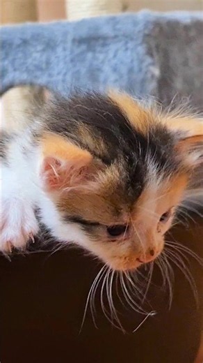 Kitten Crying Wants to Get Out of Bed