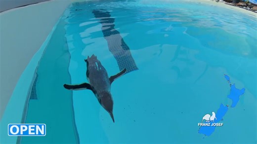 283 reactions · 31 shares | The wait is over!  Our penguin enclosure...