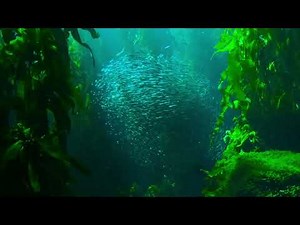 魚の群れ 海の神秘 フリー動画素材